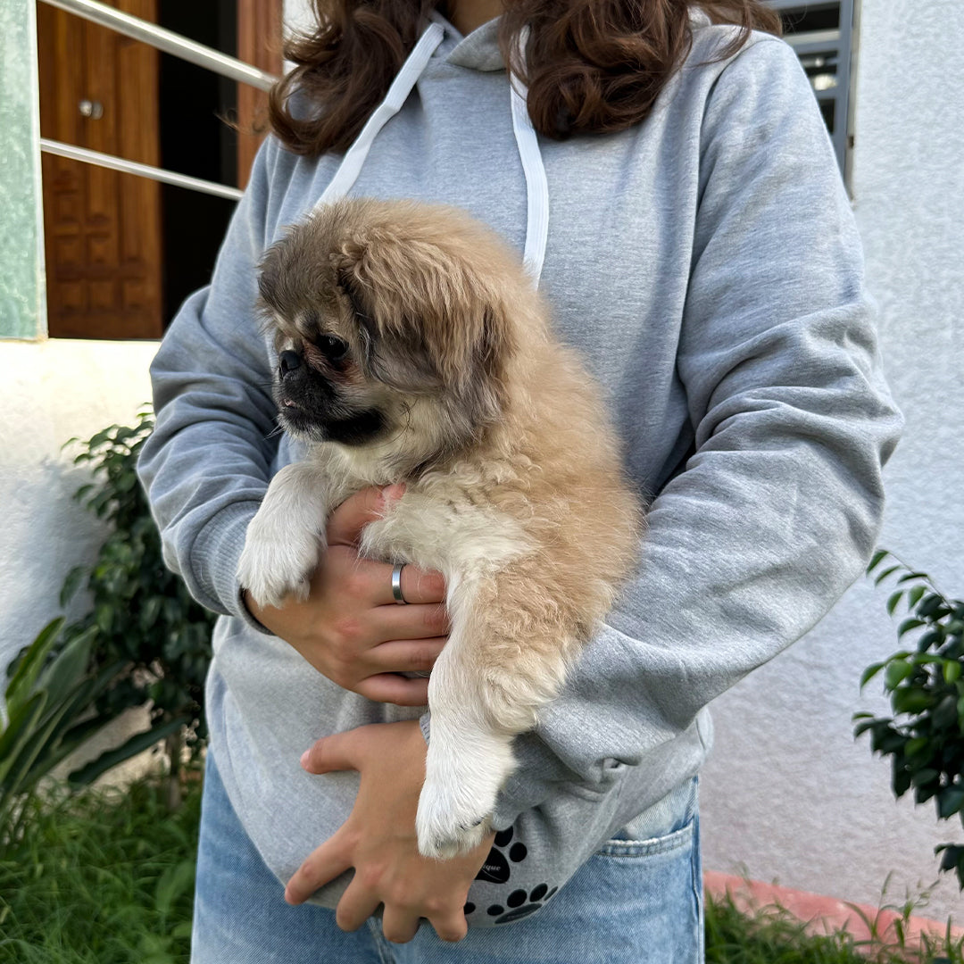 Sweat à Capuche pour Animaux de Compagnie